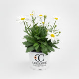 Crazy Daisy leucanthemum blooming in a nursery pot