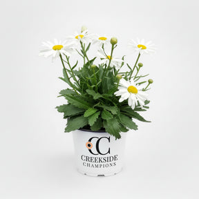Crazy Daisy leucanthemum blooming in a nursery pot