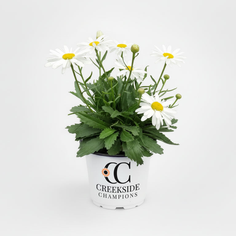 daisy potted plant Crazy Daisy' Leucanthemum