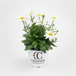 White daisy flowers on a Leucanthemum plant in a pot