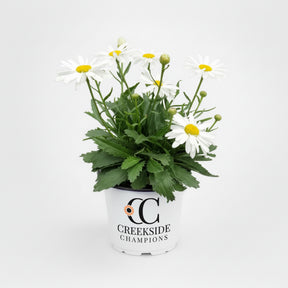 White daisy flowers on a Leucanthemum plant in a pot