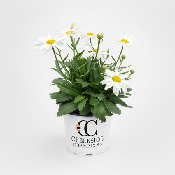 CC-Pot-LEUCANTHEMUM-Whoops-a-