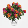 Lantana Bandana Cherry Sunrise with orange and pink blooms
