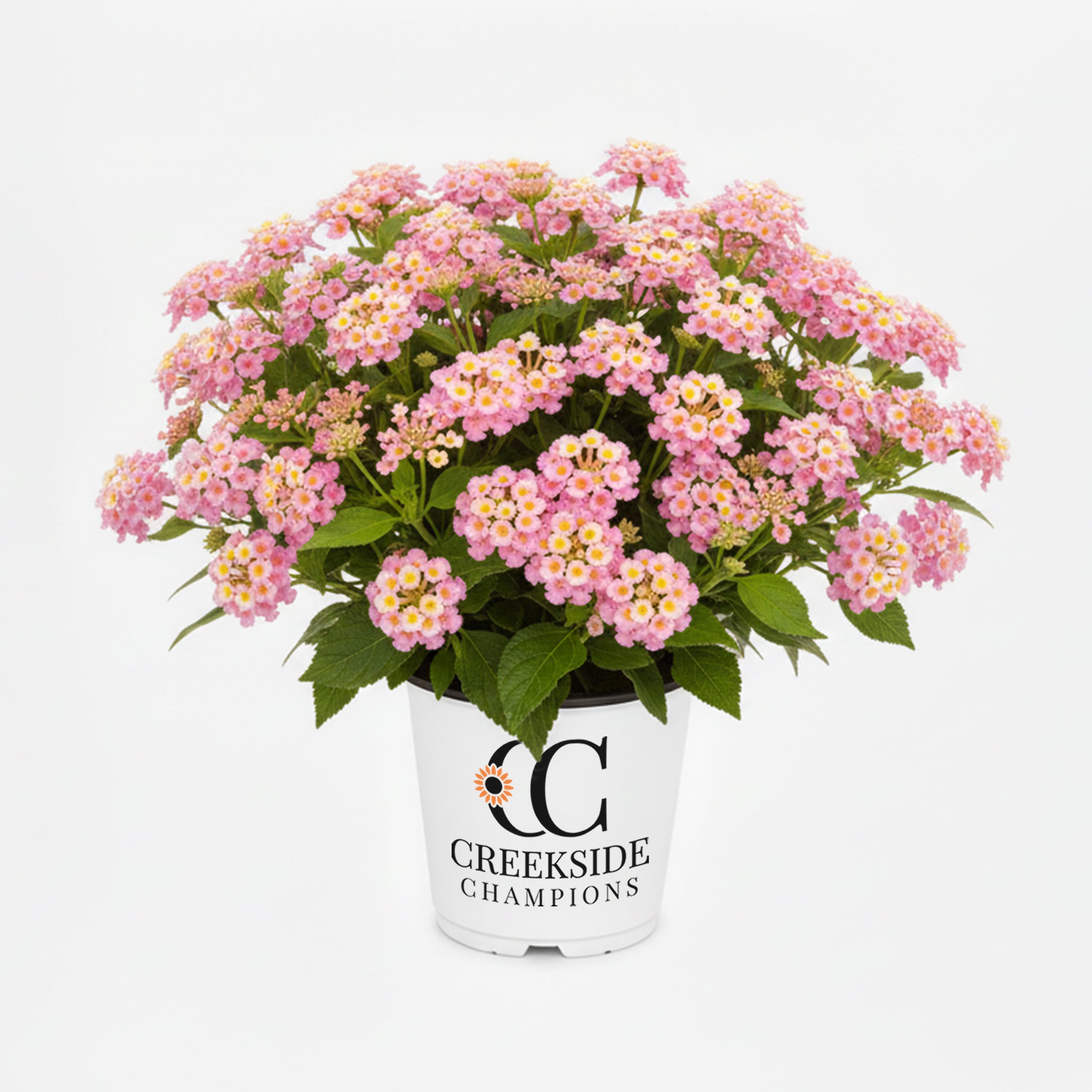 Bandana® Cherry Sunrise Lantana | Creekside Champions™ – Creekside