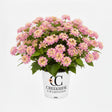 Pink lantana flowers in a nursery pot