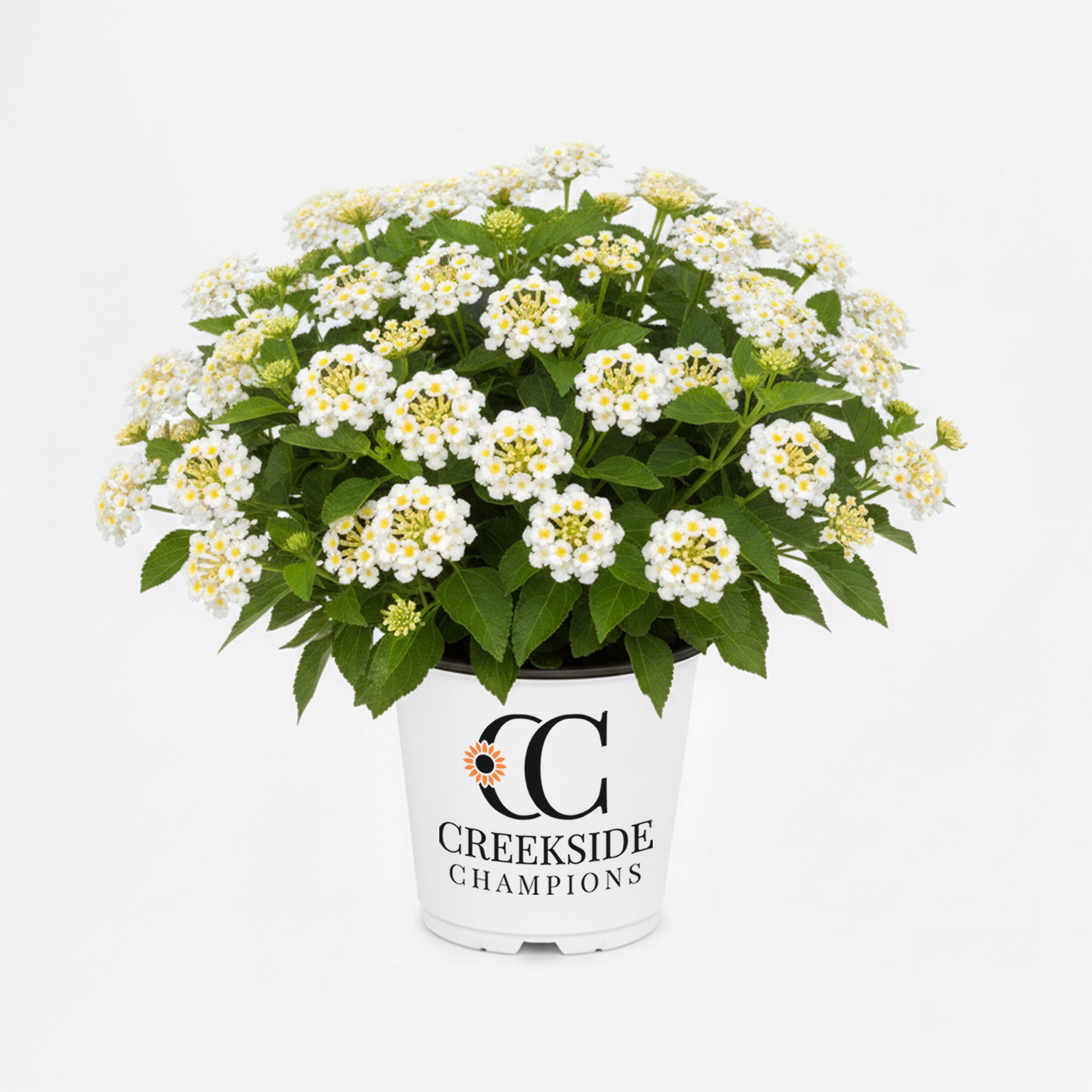White annuals – Creekside Nursery, Inc