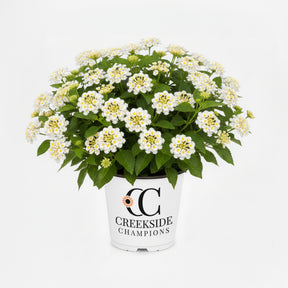 White lantana in a nursery pot with clusters of blooms