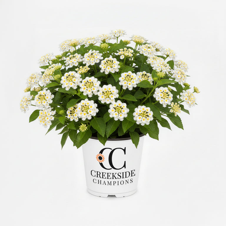 Bandana® White Lantana
