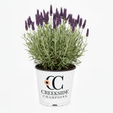 Phenomenal lavender plant in a nursery pot