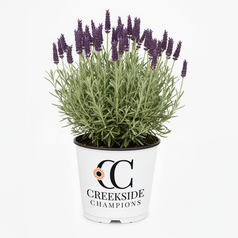 Phenomenal' Lavender | Creekside Champions  Creekside Nursery, Inc