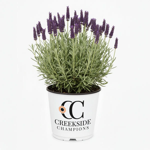 groupon lavender plants Phenomenal' Lavender