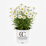 Becky Shasta daisy in bloom with white petals
