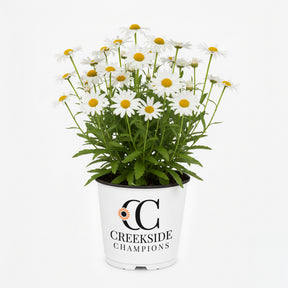 Becky Shasta daisy in bloom with white petals