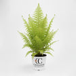 Ostrich fern with feathery fronds in a nursery pot