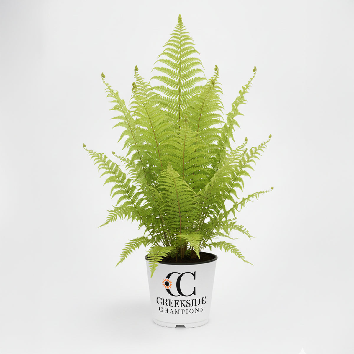 Ostrich fern with feathery fronds in a nursery pot
