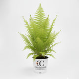 Ostrich fern with feathery fronds in a nursery pot
