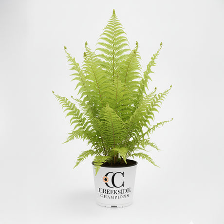 Ostrich fern with feathery fronds in a nursery pot