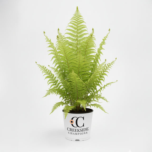 Ostrich fern with feathery fronds in a nursery pot