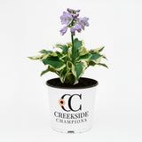 Mini Skirt hosta with green and cream variegated leaves