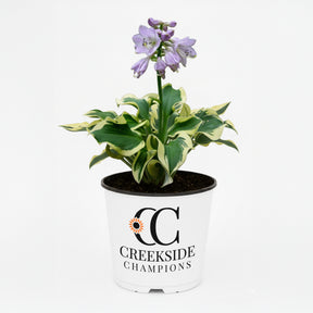Mini Skirt hosta with green and cream variegated leaves