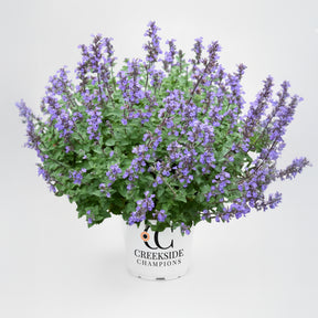 Purrsian Blue nepeta with blue flowers in a pot