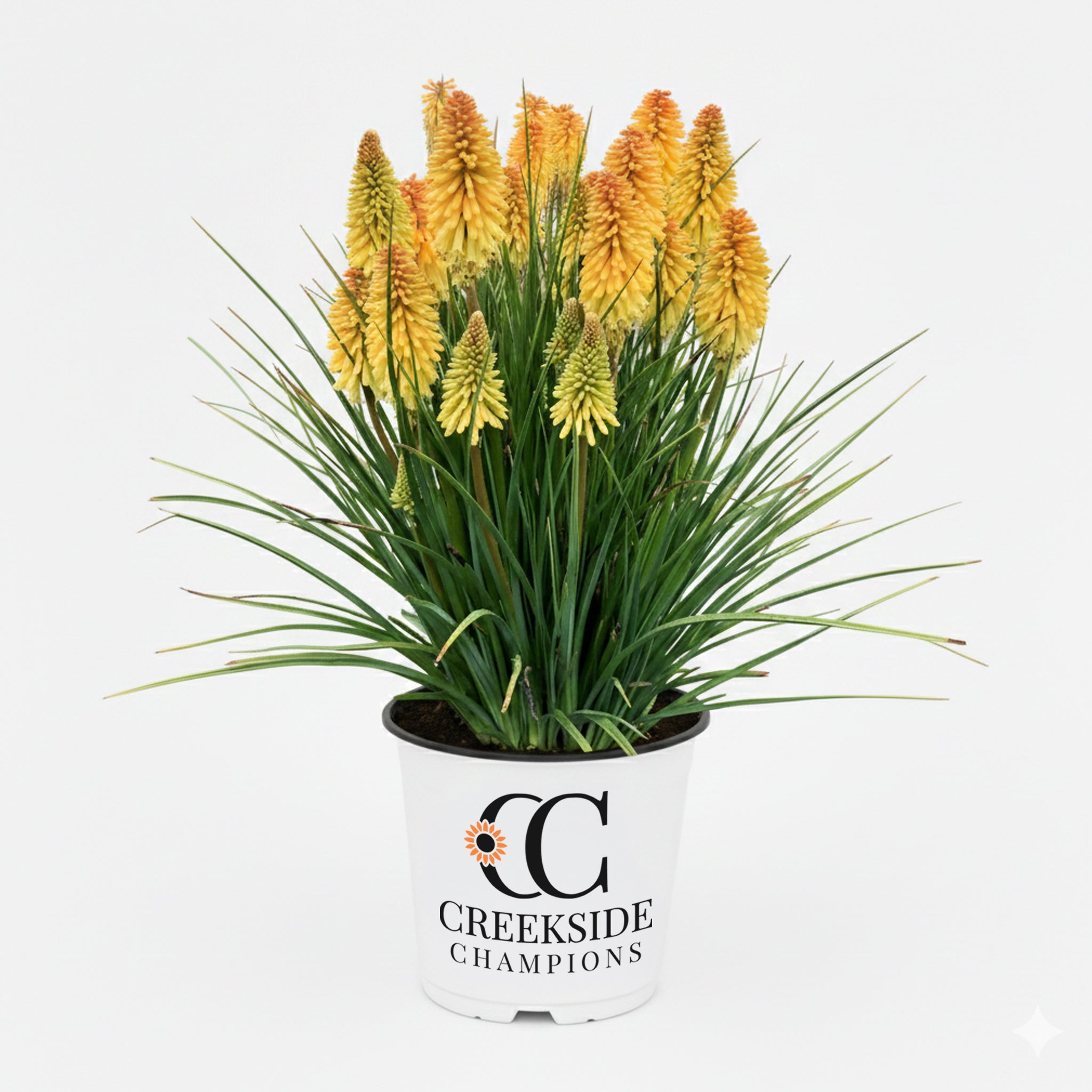 Sun Mouse' Hosta | Creekside Champions™ – Creekside Nursery, Inc