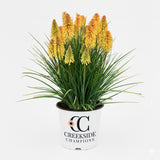 Poco Butter Brickle' kniphofia with orange flower spikes