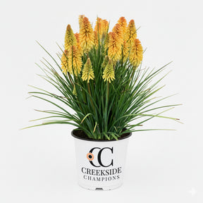 Poco Butter Brickle' kniphofia with orange flower spikes