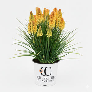 Poco Butter Brickle' kniphofia with orange flower spikes