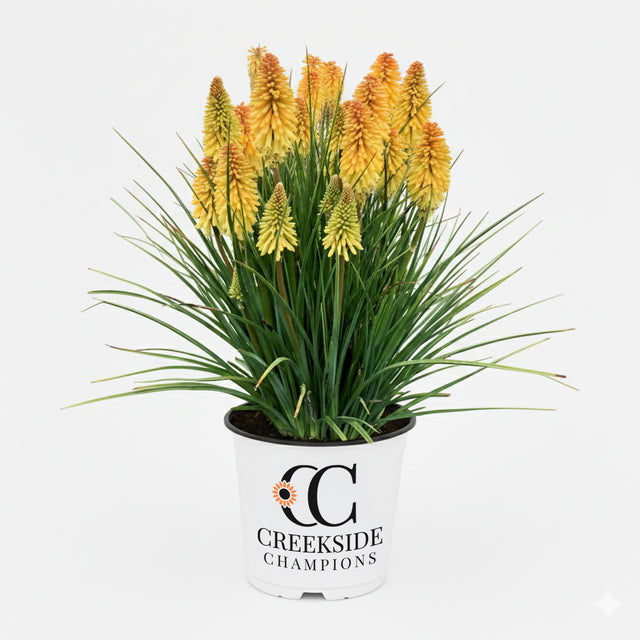 Poco Butter Brickle' kniphofia with orange flower spikes