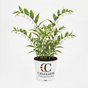 Soloman's Seal plant with arching green stems in a pot