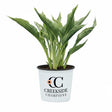 Praying Hands hosta with folded green leaves in a pot