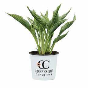 Praying Hands hosta with folded green leaves in a pot
