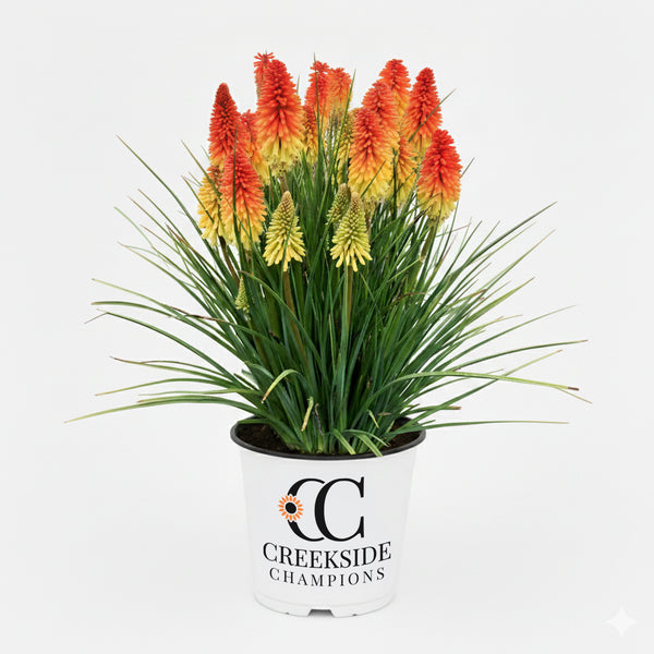 CC-Pot-RocketJr-