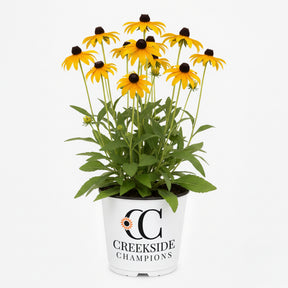 American Gold Rush Rudbeckia with yellow flowers in a pot