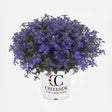 Blue scaevola flowers in a green nursery pot