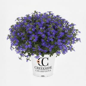 Blue scaevola flowers in a green nursery pot