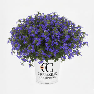 Blue scaevola flowers in a green nursery pot