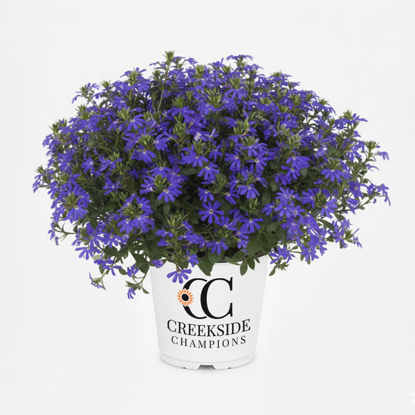 Surdiva Classic Blue' Scaevola | Creekside Champions™ – Creekside