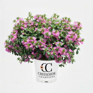 Pink scaevola flowers in a nursery pot
