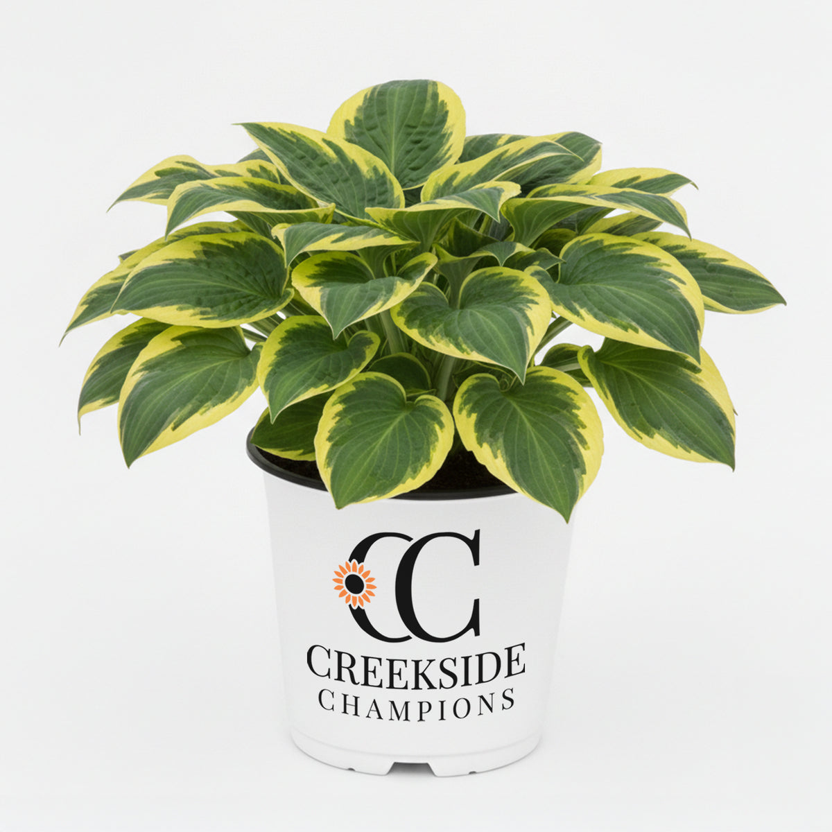 School Mouse hosta in a pot with green variegated leaves