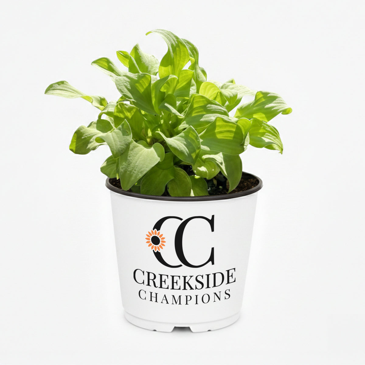 Sun Mouse hosta with green and yellow leaves in a pot