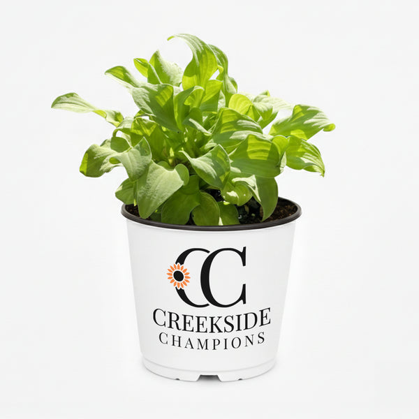 Sun Mouse' Hosta | Creekside Champions™ – Creekside Nursery, Inc