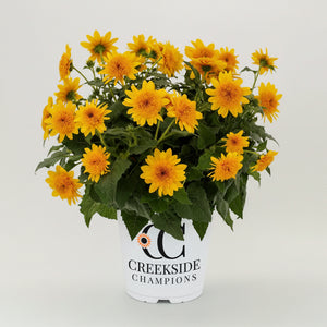 Double yellow Sunfinity sunflower in a pot