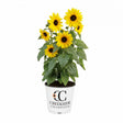 Sunfinity yellow sunflower with dark center in a pot