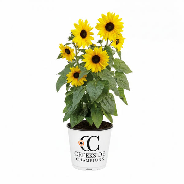 CC-Pot-Sunfinity-Yellow-