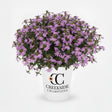 Surdiva Lilac Mist scaevola in a container