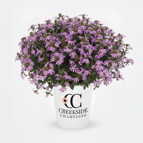 Surdiva Lilac Mist scaevola in a container