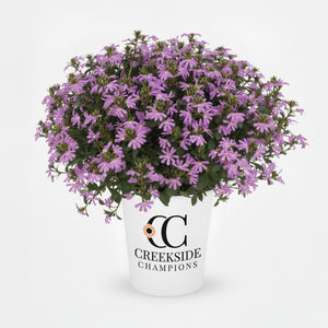 Surdiva Lilac Mist scaevola in a container