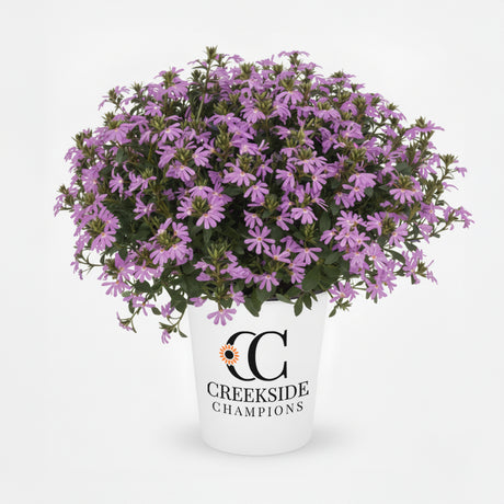 Surdiva Lilac Mist scaevola in a container